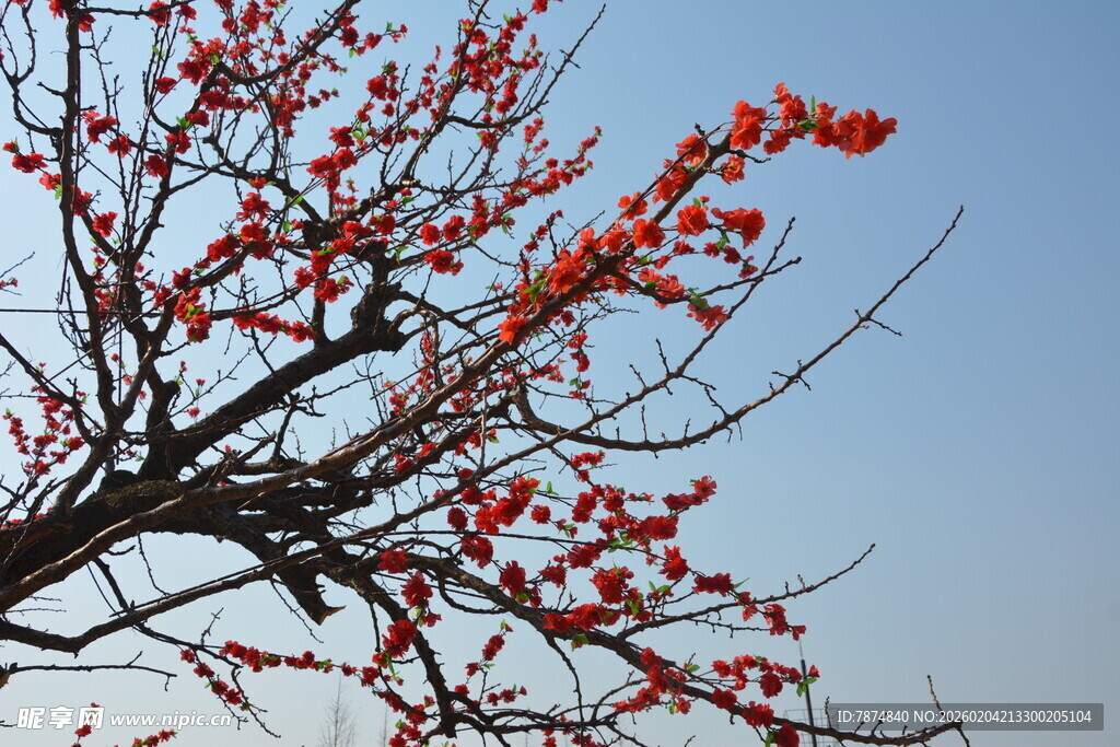 枝头红果映蓝天
