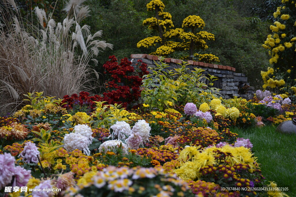 多彩花卉装点美丽花园