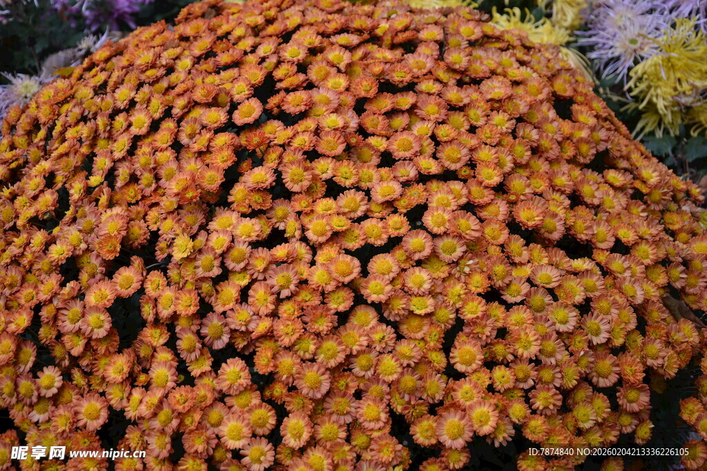 密集的橙色小花簇