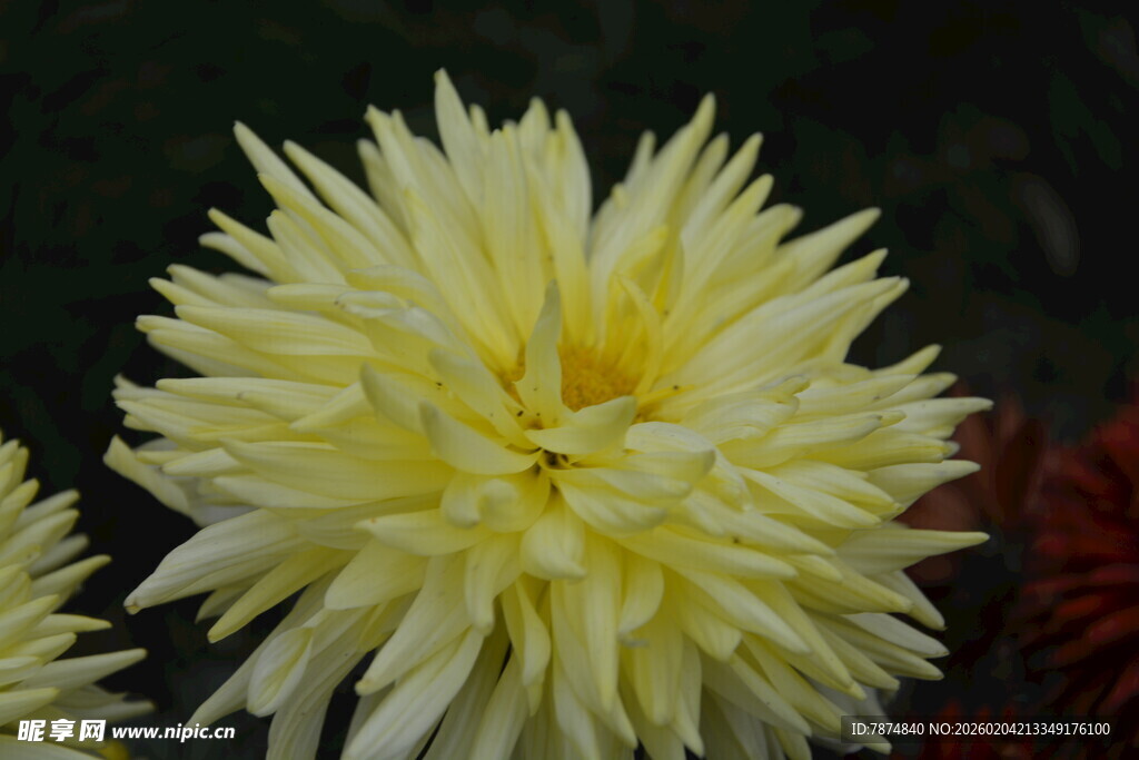 黄色大丽花特写
