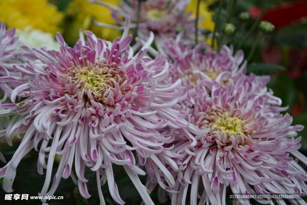 粉紫色菊花特写