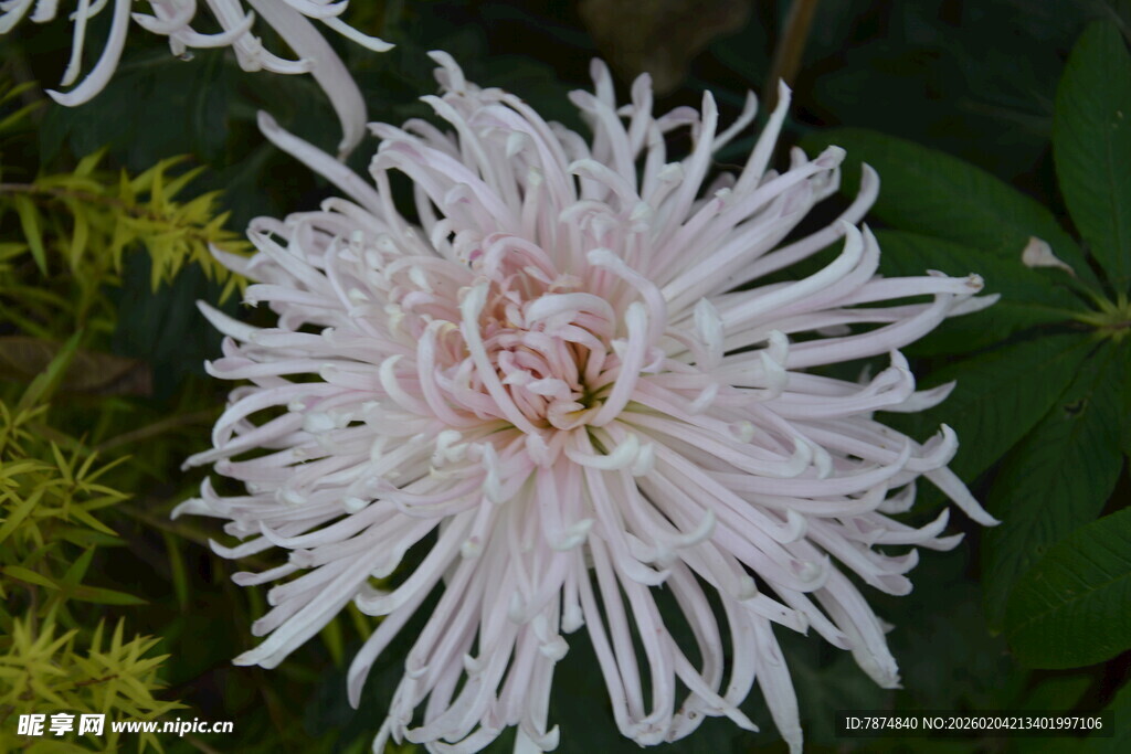 白色细长花瓣的美丽菊花