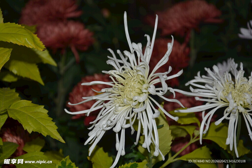 优雅绽放的白色菊花