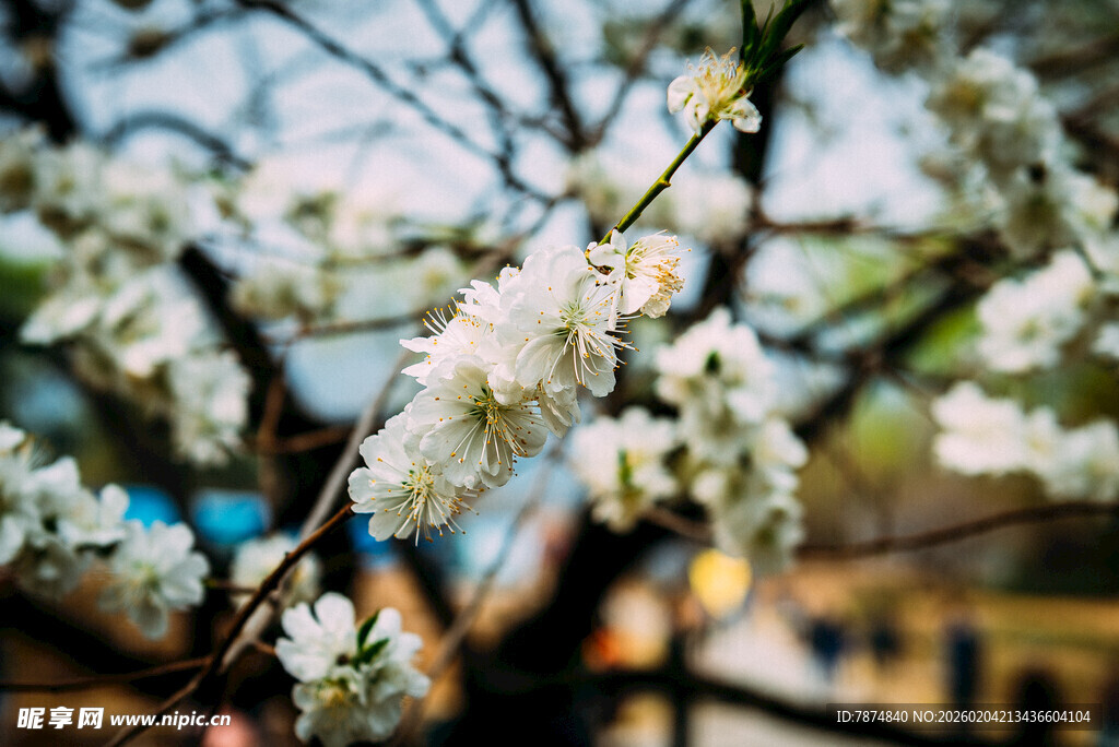 枝头绽放的洁白花朵