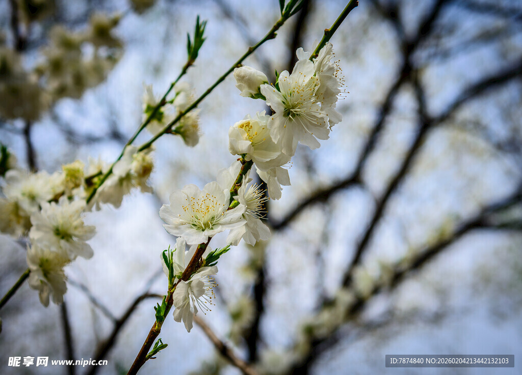 枝头绽放的洁白花朵
