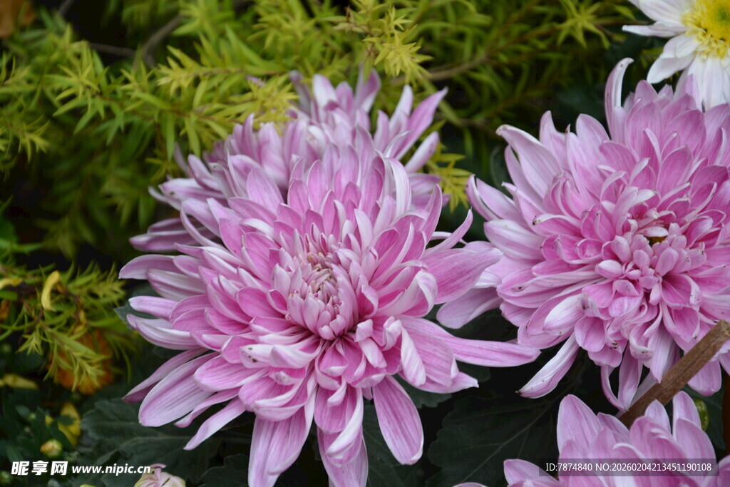 娇艳粉色菊花绽放