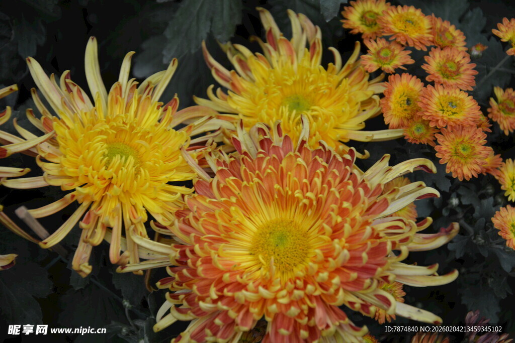 艳丽多彩的绽放菊花