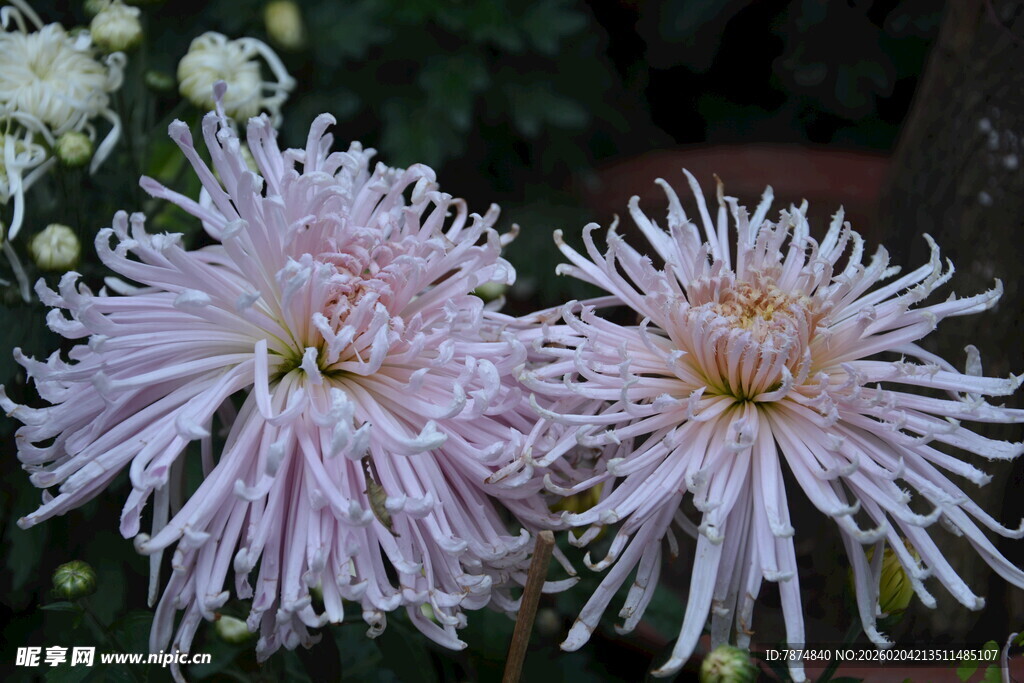 两朵柔美绽放的浅粉菊花