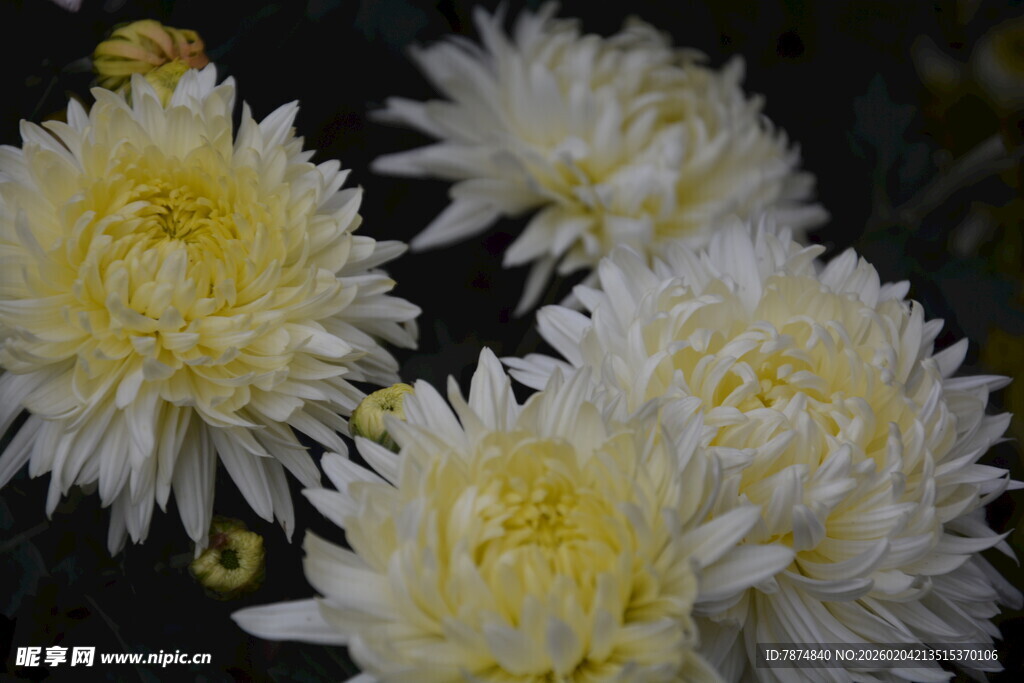 绽放的白色菊花