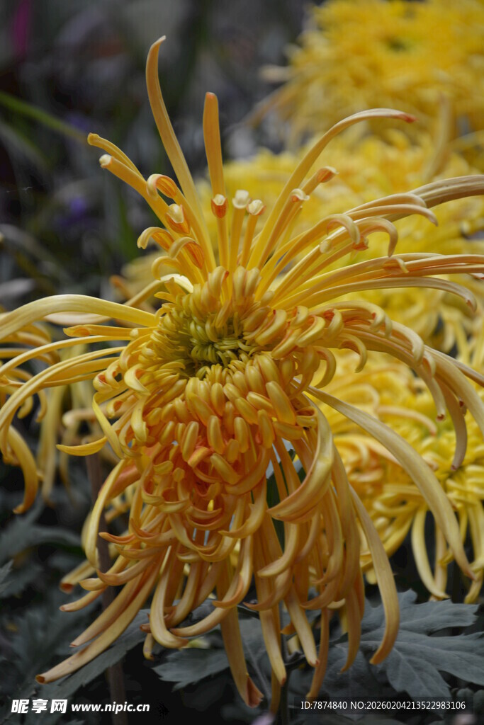 金黄丝状菊花特写