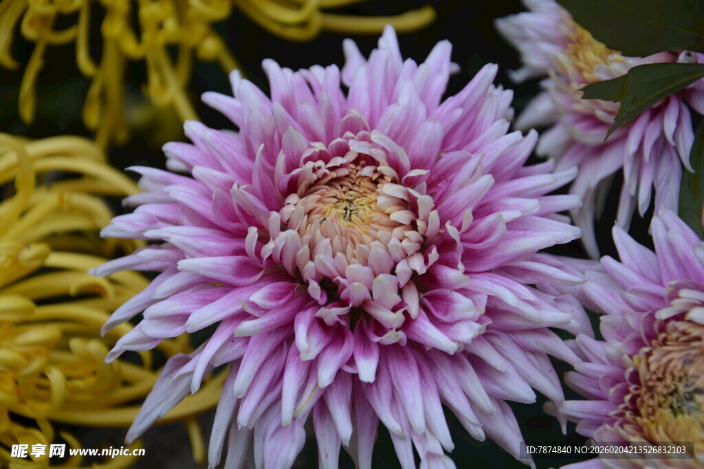 娇艳多彩菊花绽放