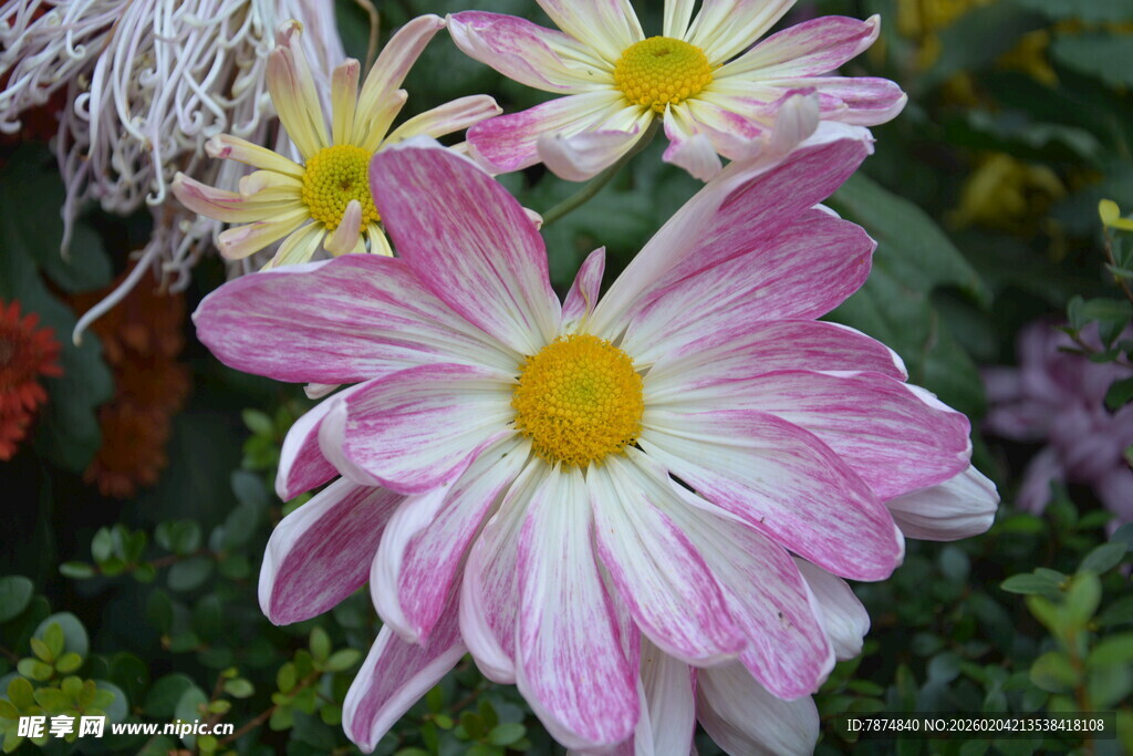 娇艳双色菊花绽放