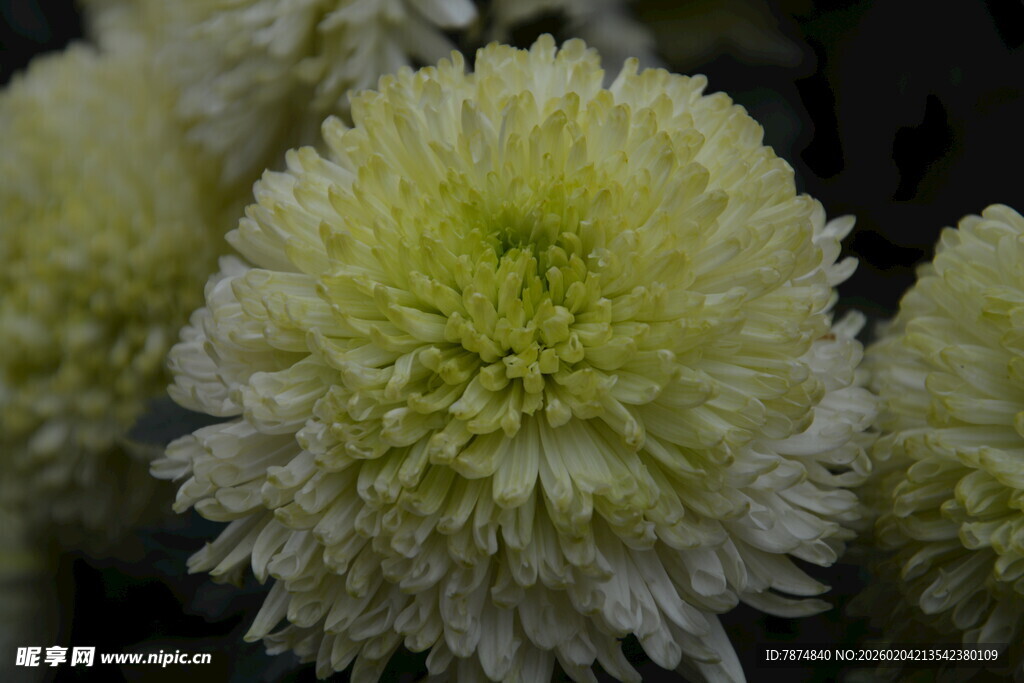 清新淡雅白菊花绽放