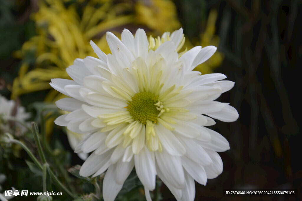白色菊花特写