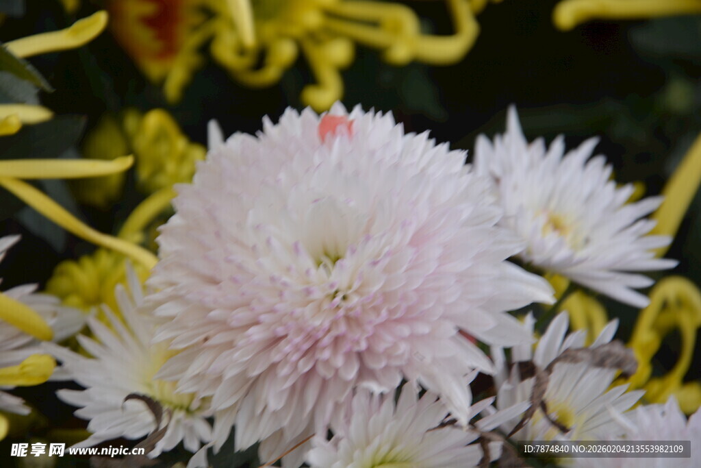 清新淡雅的白色菊花绽放