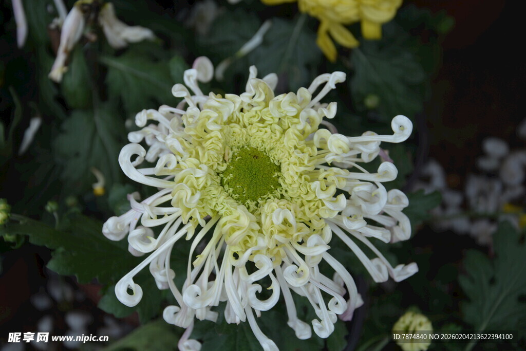 白色丝状菊花特写