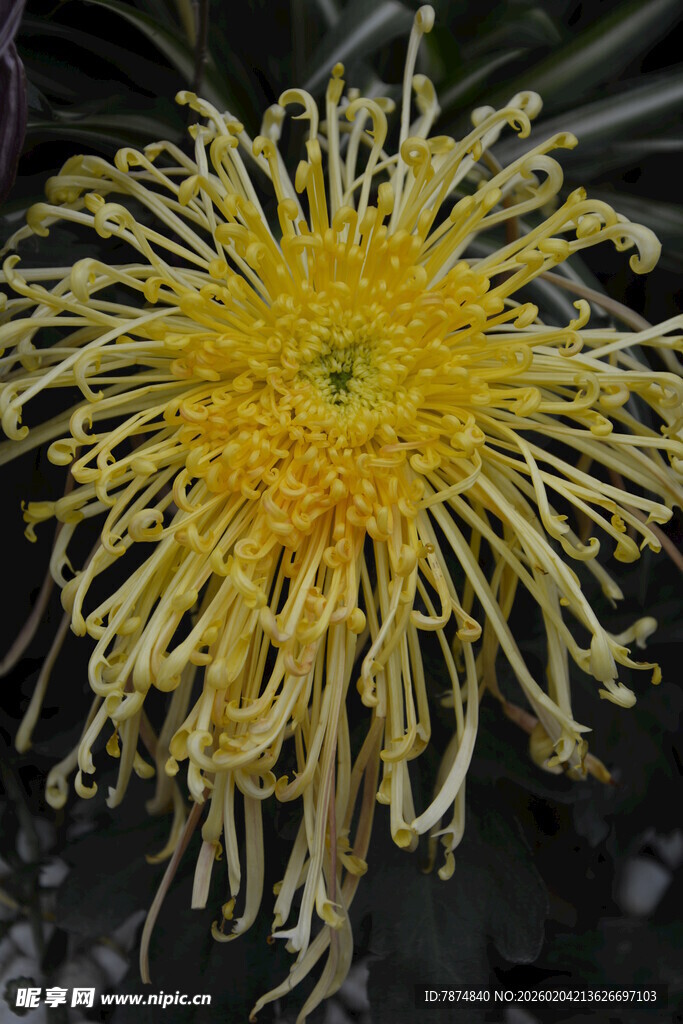 金黄丝状菊花特写