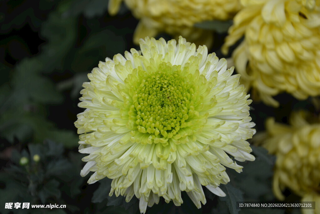 清新黄白菊花特写