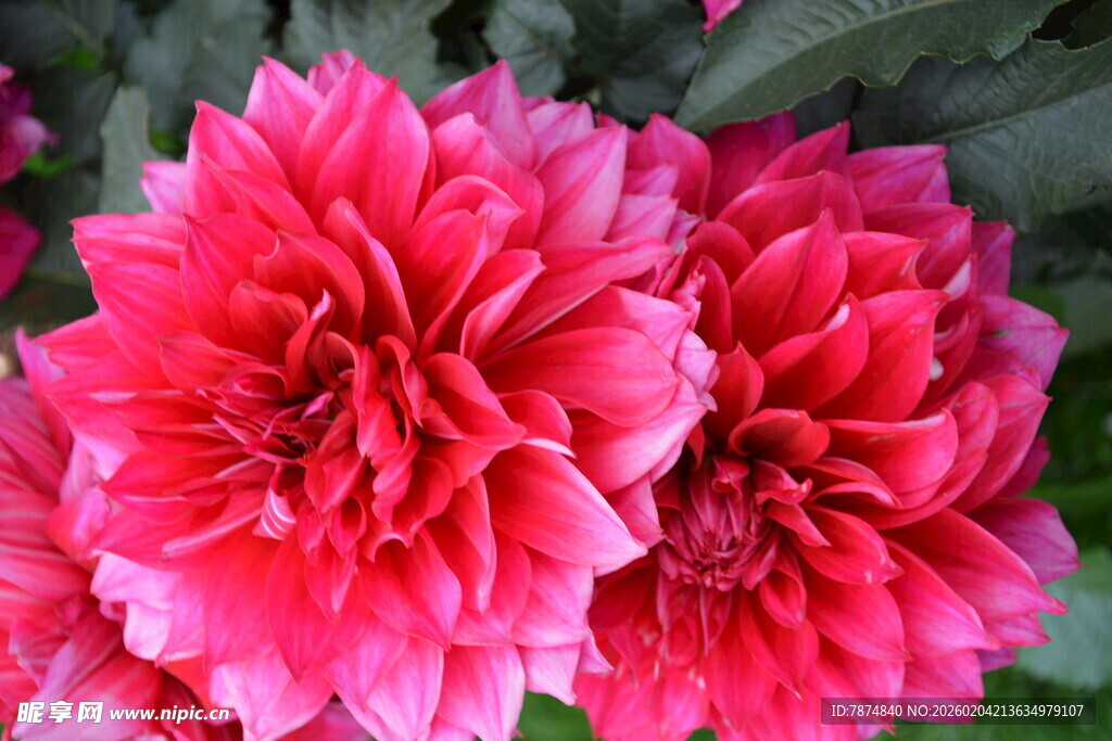 艳丽大丽花绽放