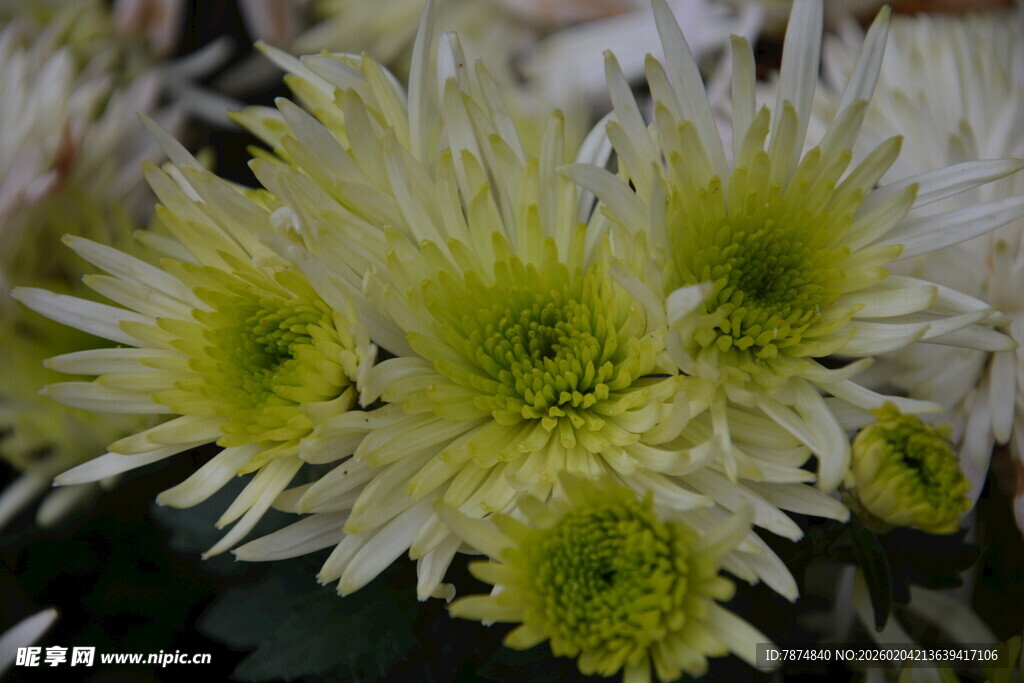 清新黄白菊花绽放