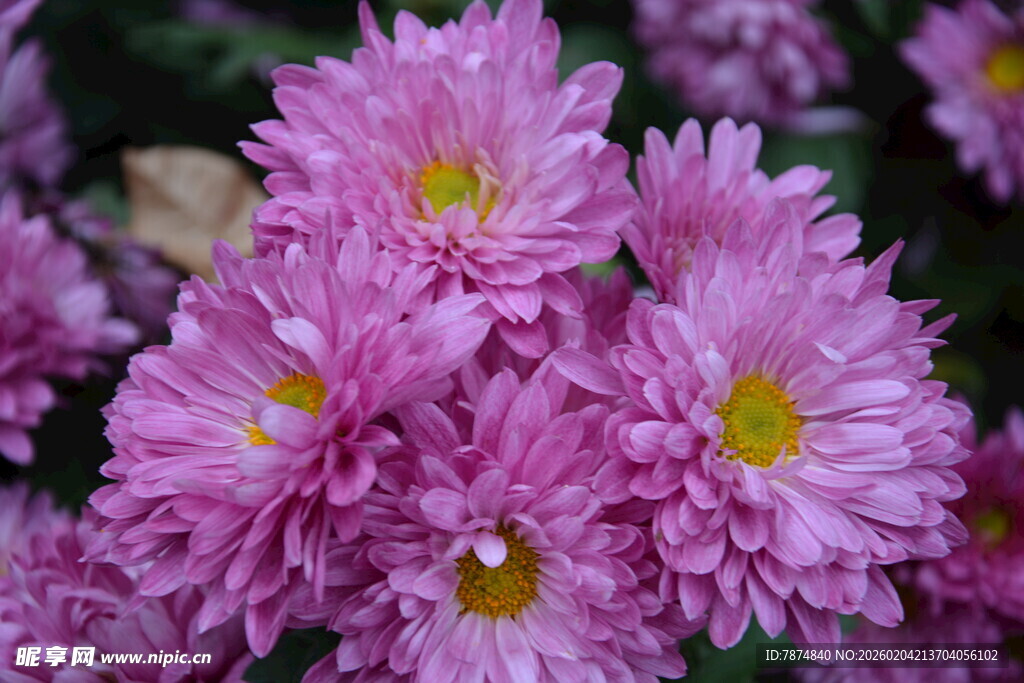 粉色雏菊绽放美丽