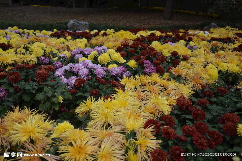 多彩菊花绽放美景
