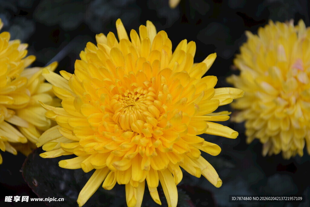 绽放的黄色菊花