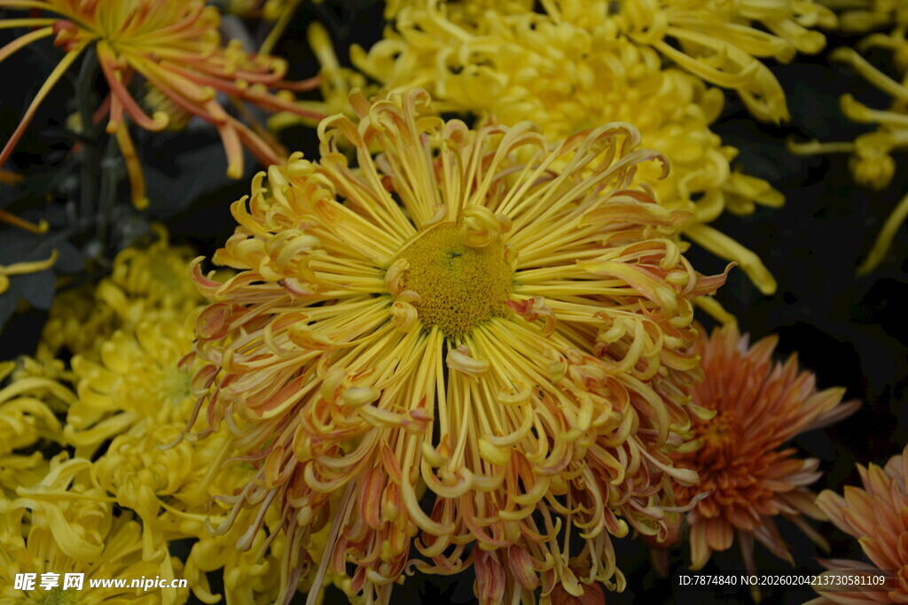 金黄绚烂菊花绽放