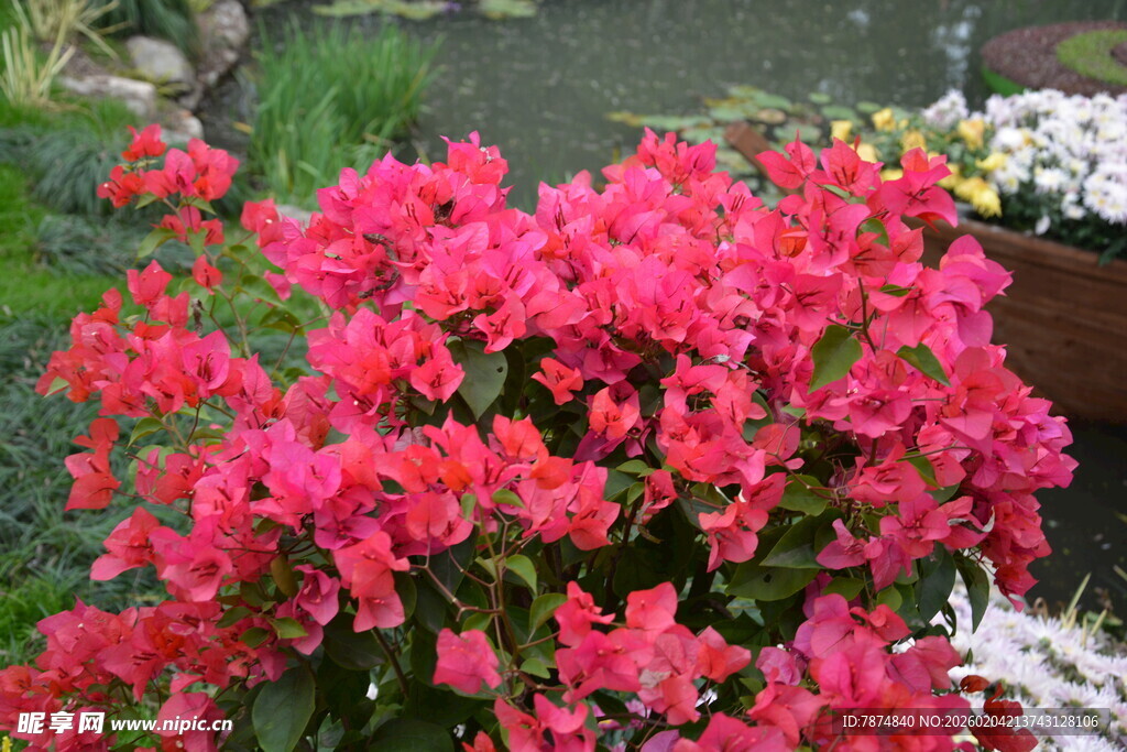 艳丽三角梅绽放美景