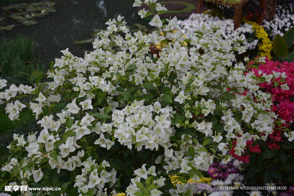 白色花卉绽放的美丽瞬间