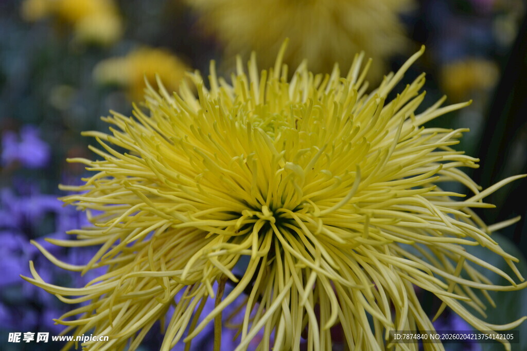 黄色绒球状菊花特写