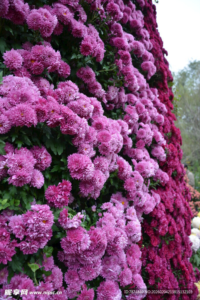 繁花似锦的紫色花卉景观