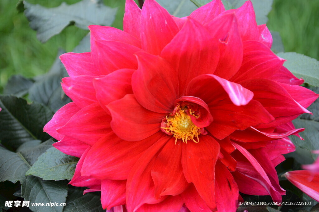 艳丽大丽花绽放