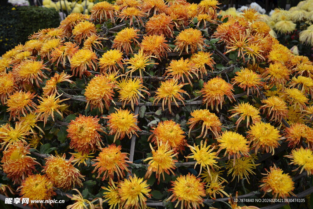 金黄灿烂的花朵簇拥绽放