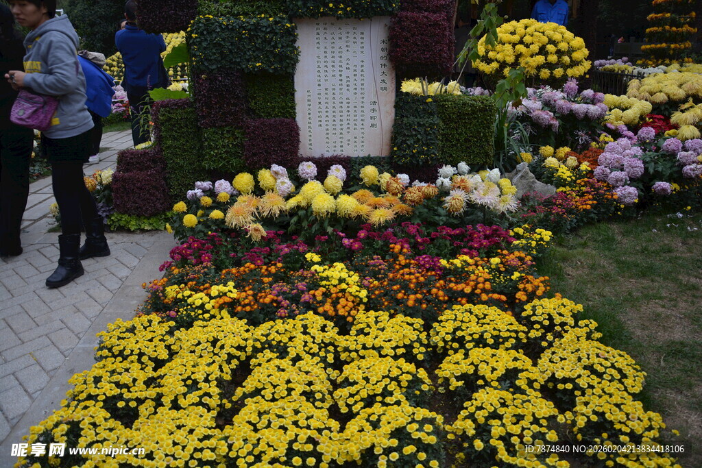 街头多彩菊花装点景观