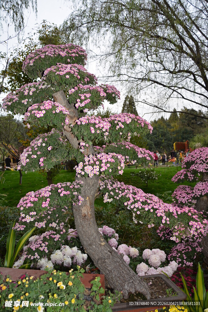 繁花缠绕的弯曲盆景树
