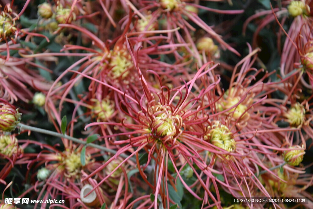 红色丝状花朵特写