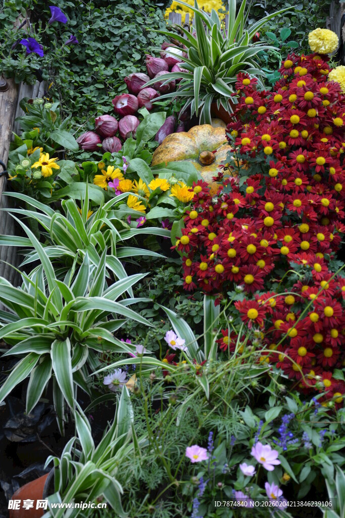 多彩花卉汇聚的美丽景致