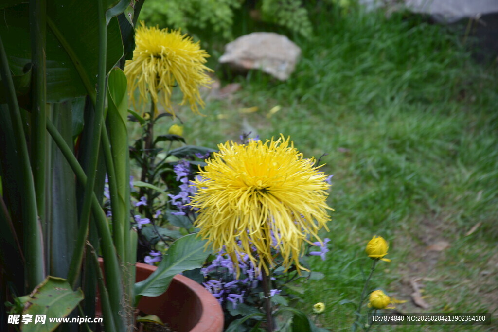 花园中的明艳黄色花朵