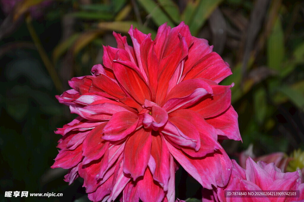 艳丽粉色石竹花特写