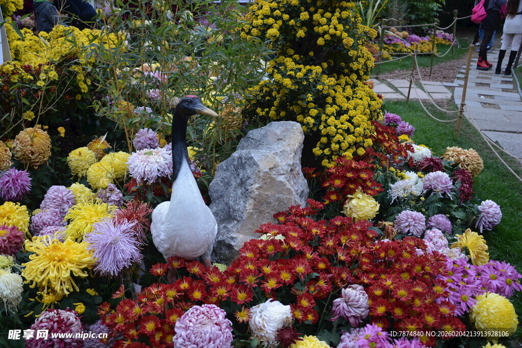 白鹅立于多彩菊花丛中