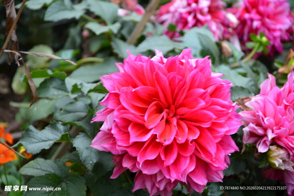 娇艳大丽花绽放