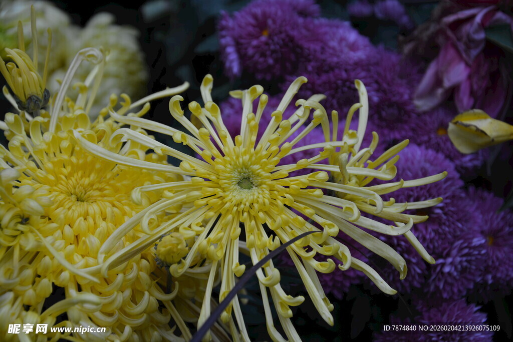 绽放的黄色菊花