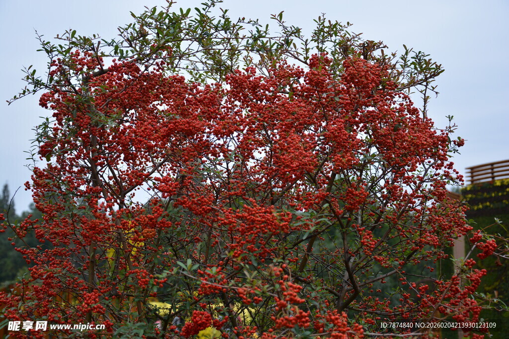 红果满树的艳丽景致