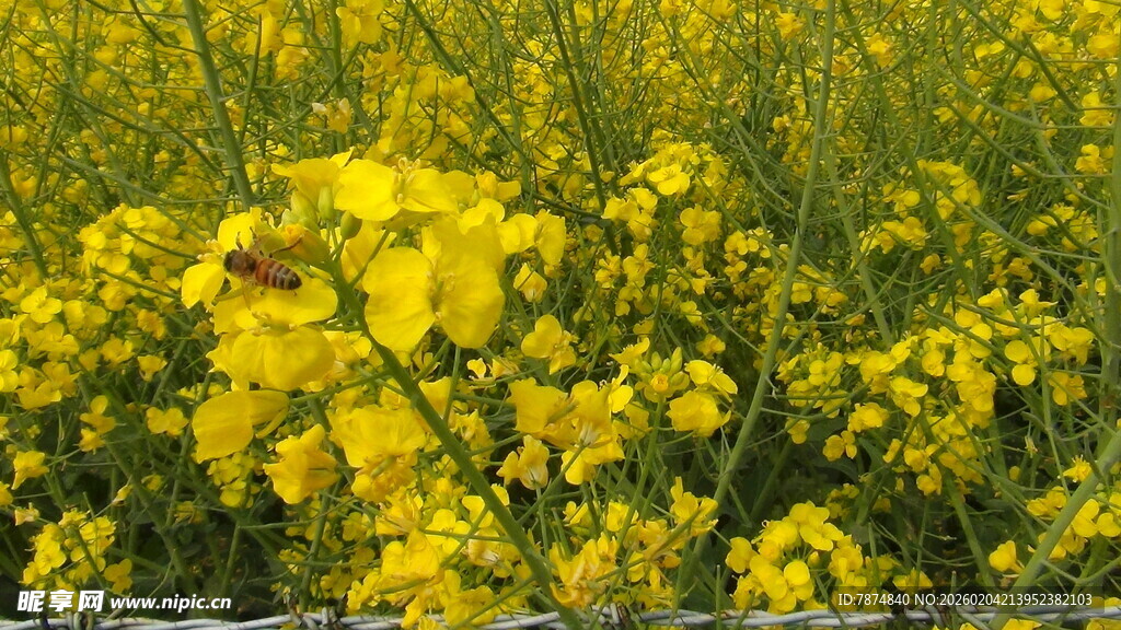 金黄油菜花绽放美景