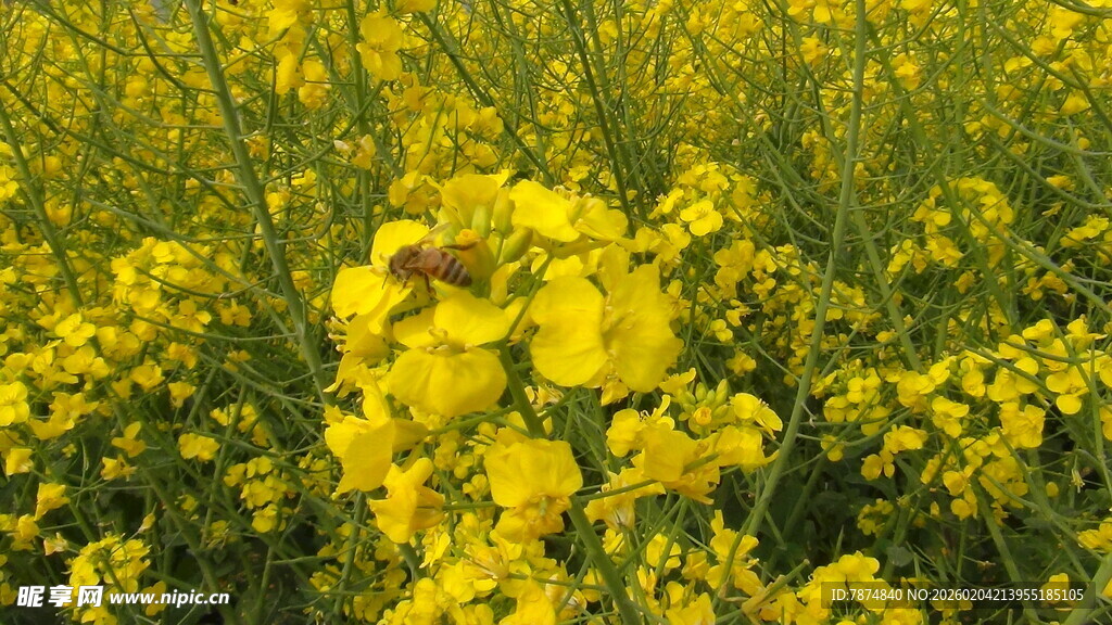 金黄油菜花田中的生机