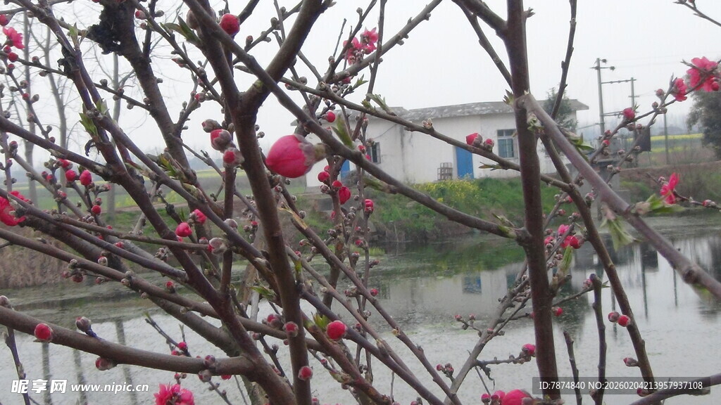 雨中绽放的枝头红花朵