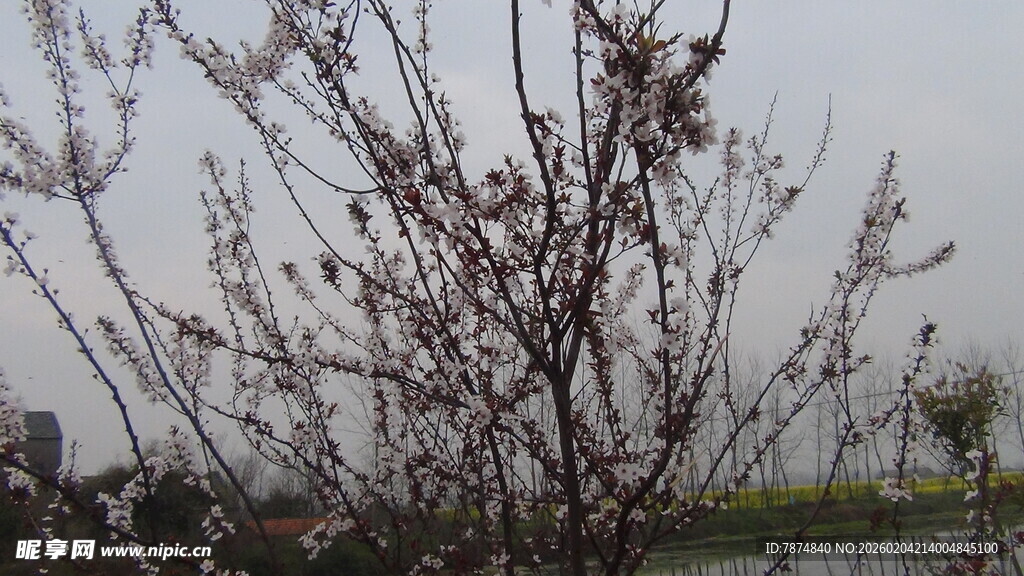 枝头稀疏的光秃树木景象