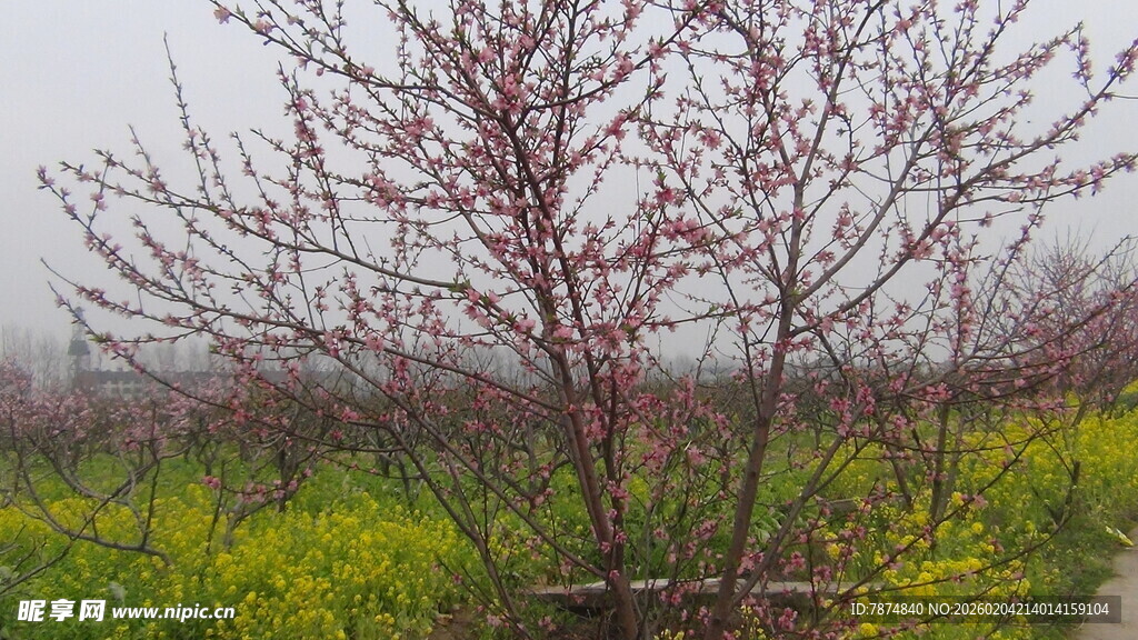 雾中桃枝伴金黄油菜花