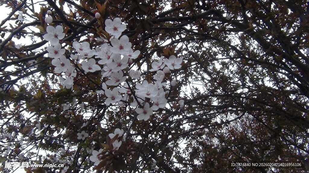 仰视交错树枝与天空